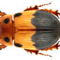 Aphodius (Adeloparius) septemmaculatus Fabricius